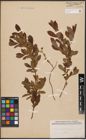 Foto von Salix aurita L. x Salix purpurea L.